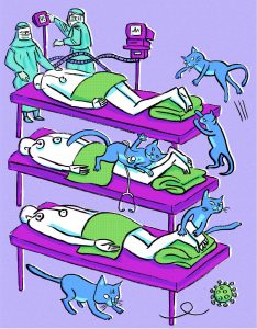 Corona, krankenhaus, virus, krankheit, bauchlage, patient,katze, intensivstation,füße, pandemie, covid-19, virus, Tiere