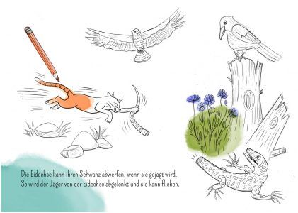 Eidechse, Ausmalbuch, Naturschutz, Reptilien, Echse, Kinderbuch, Natur, heimische Tiere, bedrohte Tiere, Mauereidechse, Feinde