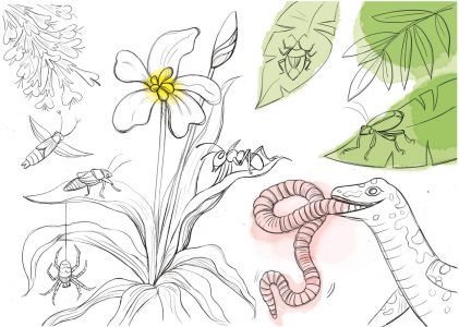 Eidechse, Ausmalbuch, Naturschutz, Reptilien, Echse, Kinderbuch, Natur, heimische Tiere, bedrohte Tiere, Mauereidechse