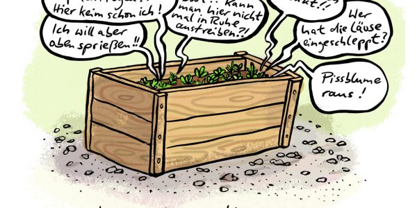 Enge Samen Hochbeet Platz Hochbett Wachsen Sprießen Austreiben