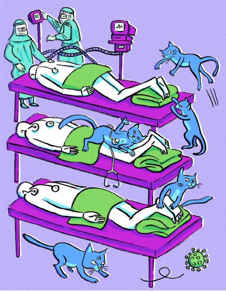 Corona, krankenhaus, virus, krankheit, bauchlage, patient,katze, intensivstation,füße, pandemie, covid-19, virus, Tiere