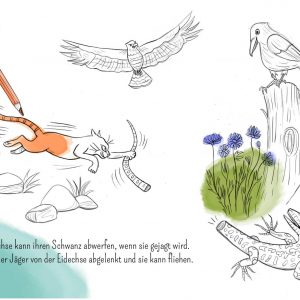 Eidechse, Ausmalbuch, Naturschutz, Reptilien, Echse, Kinderbuch, Natur, heimische Tiere, bedrohte Tiere, Mauereidechse, Feinde