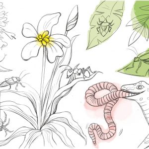 Eidechse, Ausmalbuch, Naturschutz, Reptilien, Echse, Kinderbuch, Natur, heimische Tiere, bedrohte Tiere, Mauereidechse